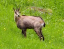 Kaukasiese gemsbok (Asiatiese gemsbok) (Rupicapra rupicapra asiatica), 2 of 2