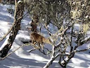 Himalayamuskushert (Moschus leucogaster), 3 of 5