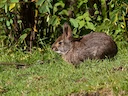 Omilteme-watervlerkony (Sylvilagus insonus), 1 of 2