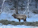 Emergency Forage Drop Helps Starving Wildlife in Bogd Khan Strictly Protected Area  

In a critical response to worsening winter conditions, Mongolian conservation author