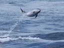 Gestreepde dolfyn (Stenella coeruleoalba), 5 of 7