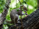 Allen-seekhoring (Sciurus alleni), 3 of 4