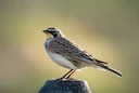 La Chasse aux HAUTES-PYRÉNÉES: explorez la géographie, naviguez dans la législation et découvrez les traditions

Le département des Hautes-Pyrénées, situé en région Occit