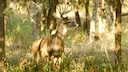 Toxic chemicals confirmed in game animals
Elevated levels of toxic chemicals have been discovered in game animals, specifically deer in Michigan, Maine and Wisconsin. An Toxic chemicals confirmed in game animals
Elevated levels of toxic chemicals have been discovered in game animals, specifically deer in Michigan, Maine and Wisconsin. An