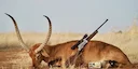 A Hunter’s Guide to Cunene, Angola: Game Species, Seasons, Hunting Styles, Geography and Local Organizations

The Cunene region in southern Angola offers a unique hunting