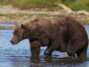 Bruinbeer (Ursus arctos), 4 of 14