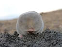 Olteniese blinde molrat