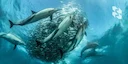 A new luxury trip has been added to our tour range 🥳
THE SARDINE RACE IN DURBAN is one of the most exciting natural phenomena in the world.
🗓 Every year from May to Ju A new luxury trip has been added to our tour range 🥳
THE SARDINE RACE IN DURBAN is one of the most exciting natural phenomena in the world.
🗓 Every year from May to Ju