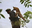 A hunter with his hunting fox. Canada, 1942.

There is no historical evidence that foxes were used as hunting companions in Canada during the 1940s—or at any time in Cana
