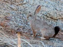 Smith se rooi haas (Pronolagus rupestris), 6 of 7
