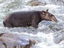 Bergtapir (Tapirus pinchaque), 3 of 5