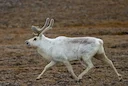 Pearykariboe (Pearyrenoster) Pearykariboe (Pearyrenoster)