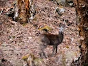 Himalayamuskushert (Moschus leucogaster), 1 of 5