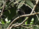 Spix se snorbaard-tamaryn (Saguinus mystax), 2 of 5