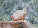 Natal Rooi Rotshas (Pronolagus crassicaudatus), 1 of 3