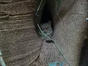 Makassar-tarsier