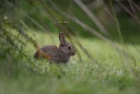 La Chasse au LOT: explorez la géographie, naviguez dans les saisons de chasse et découvrez des faits intéressants
Le département du Lot, situé en région Occitanie, est u La Chasse au LOT: explorez la géographie, naviguez dans les saisons de chasse et découvrez des faits intéressants
Le département du Lot, situé en région Occitanie, est u