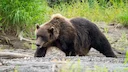 Bruinbeer (Siberiese bruinbeer) Bruinbeer (Siberiese bruinbeer)