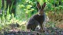 Zające to rodzaj rodziny zajęcy. Ukazuje się wszędzie z wyjątkiem Australii i Antarktydy, tylko około 30 gatunków. Wyróżniają się długimi uszami, krótkim podniesionym ogo Zające to rodzaj rodziny zajęcy. Ukazuje się wszędzie z wyjątkiem Australii i Antarktydy, tylko około 30 gatunków. Wyróżniają się długimi uszami, krótkim podniesionym ogo
