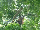 Thollon se rooi kolobus (Piliocolobus tholloni), 5 of 5