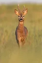 European roedeer - Hun European roedeer - Hun