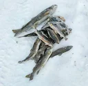 Какая рыба и на что клюёт в декабре: где и какая зимняя рыбалка в России — места зимой 2025

Рыбалка в декабре по регионам России: какая рыба ловится со льда и открытой в