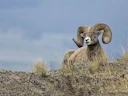 Bighoornskape (Kaliforniese bighoornskape)
