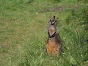Moeraswallaby (Wallabia bicolor), 1 of 4