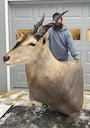 CHRISTMAS EVE SPECIAL
Large Vintage Lot of Taxidermy
All Pieces Have Some Flaws
Prices Are Listed Under Item
More Pictures Available Upon Request
LOCAL PICK UP ONLY CHRISTMAS EVE SPECIAL
Large Vintage Lot of Taxidermy
All Pieces Have Some Flaws
Prices Are Listed Under Item
More Pictures Available Upon Request
LOCAL PICK UP ONLY
