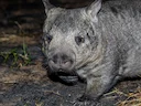 Noordelike hareneuswombat