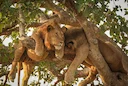 Targeted Lion Poaching for Parts Skyrockets in Africa – New Data Reveals Alarming Trend

A new and disturbing report, based on analysis of nearly 9,000 lion records acros