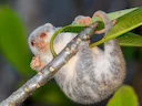 Australiese gevlekte koeskoes (Spilocuscus nudicaudatus), 2 of 5
