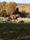 England and Wales law on foxhunting unworkable, says police chief
Trail hunts used as a loophole for unlawful chasing and killing of animals, Matt Longman tells campaigne