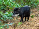Witlippekari (Collared pekari)