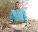 Azi, șalău de 5,5 kg, 70 cm
Olt, nu a fost eliberat Azi, șalău de 5,5 kg, 70 cm
Olt, nu a fost eliberat
