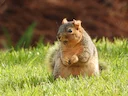 Oosterse vosseekster (Sciurus niger), 2 of 4