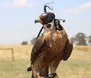 Falconry School Launches in Australia: A First for the Nation

In a landmark move for Australian wildlife education and outdoor heritage, the Full Flight Birds of Prey Ce