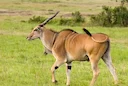 Gewone eland (Eland)