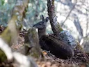 Himalayamuskushert (Moschus leucogaster), 5 of 5