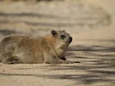 Rotshyraks (Procavia capensis), 3 of 4