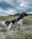 Small Münsterländer Hunting Dog: History, Training, Cost, Care & Field Performance.

The Small Münsterländer (Kleiner Münsterländer) is one of the most respected and vers