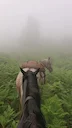 During a trail ride in the French Pyrenees. We had the perfect weather for both a bit of mystery and amazing views afterwards.