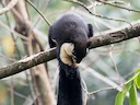 Swart reuseekster (Ratufa bicolor), 7 of 7