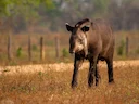 Tapir Nam Mỹ (Tapir đất) Tapir Nam Mỹ (Tapir đất)