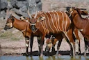 Hunting in Kasaï-Central: Woodland Plains, Community Traditions, and Sustainable Game Use

The Natural Environment of Kasaï-Central

Kasaï-Central, located in the south-c