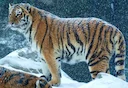 Tiger hunting is the capture and killing of tigers. Humans are the tigers' most significant predator, and illegal poaching is a major threat to the tigers. The Bengal tig