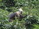 Cat Ba-langur