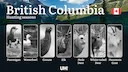 Hunting Seasons in BRITISH COLUMBIA (Canada): Mandatory Licenses, Core Regulations & Key Season Rules

British Columbia (BC) is a premier destination for hunters, offerin