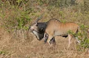 Reusetransvaal (Derby-eland) (Taurotragus derbianus), 3 of 3