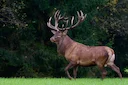 Historic Shift in Stearns County: Rifle Hunting for Deer Approved for the First Time

For generations, deer hunters in Stearns County have headed into the woods with shot